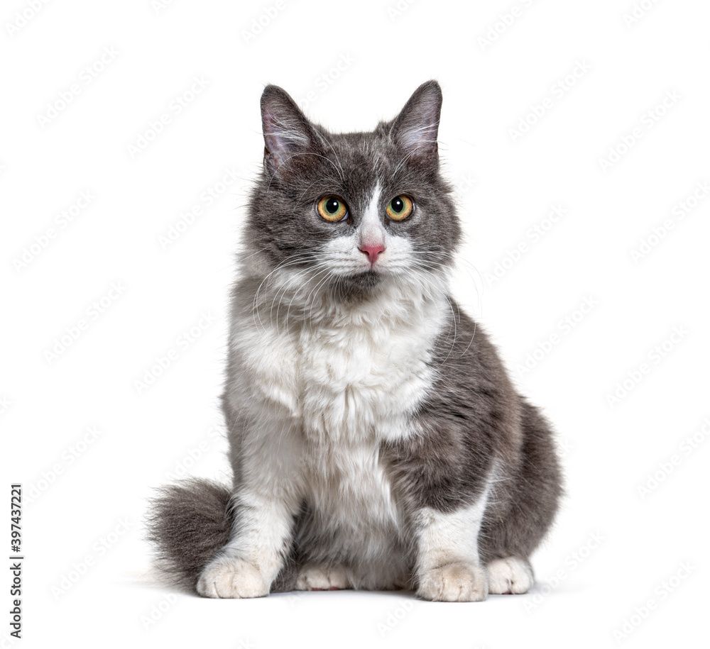 Sitting young Crossbreed cat white and grey Sitting young Crossbreed cat white and grey