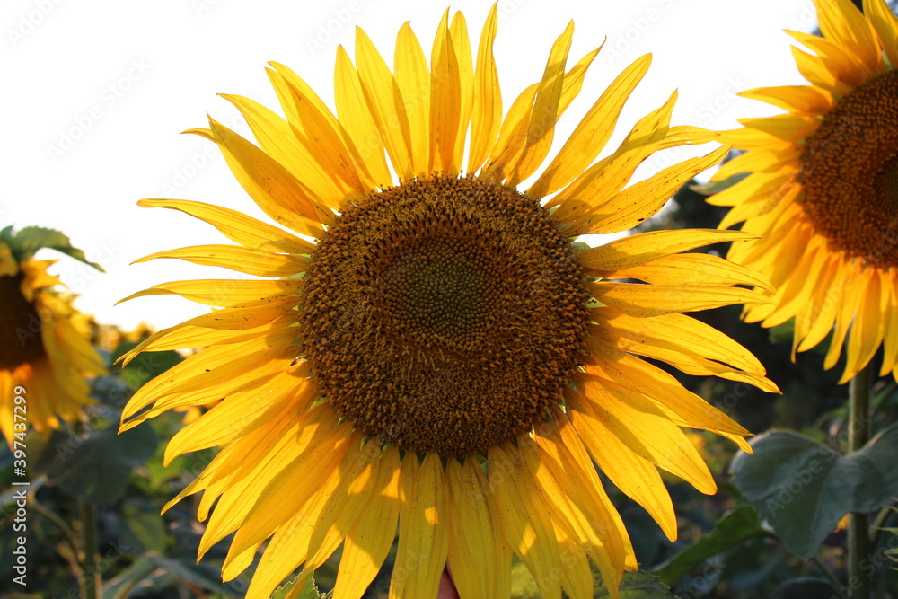 Obraz premium sunflower on the field summer