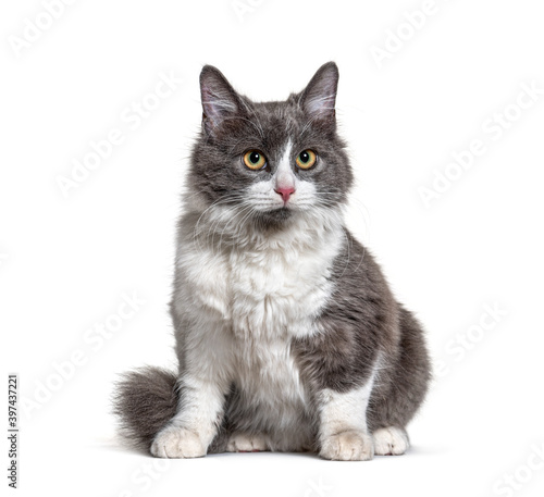Sitting young Crossbreed cat white and grey