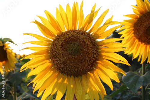 sunflower on the field summer