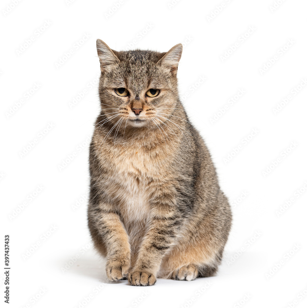 Sitting Crossbreed cat, isolated on white