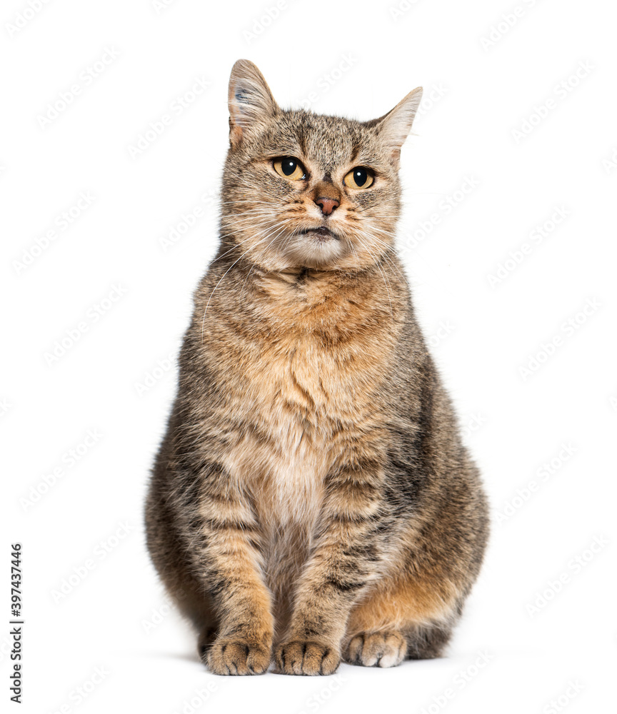 Sitting Crossbreed cat, isolated on white Sitting Crossbreed cat, isolated on white