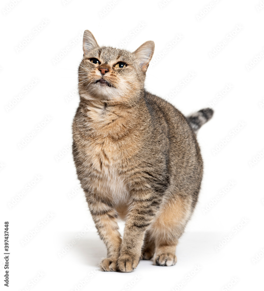Crossbreed cat looking up, isolated on white