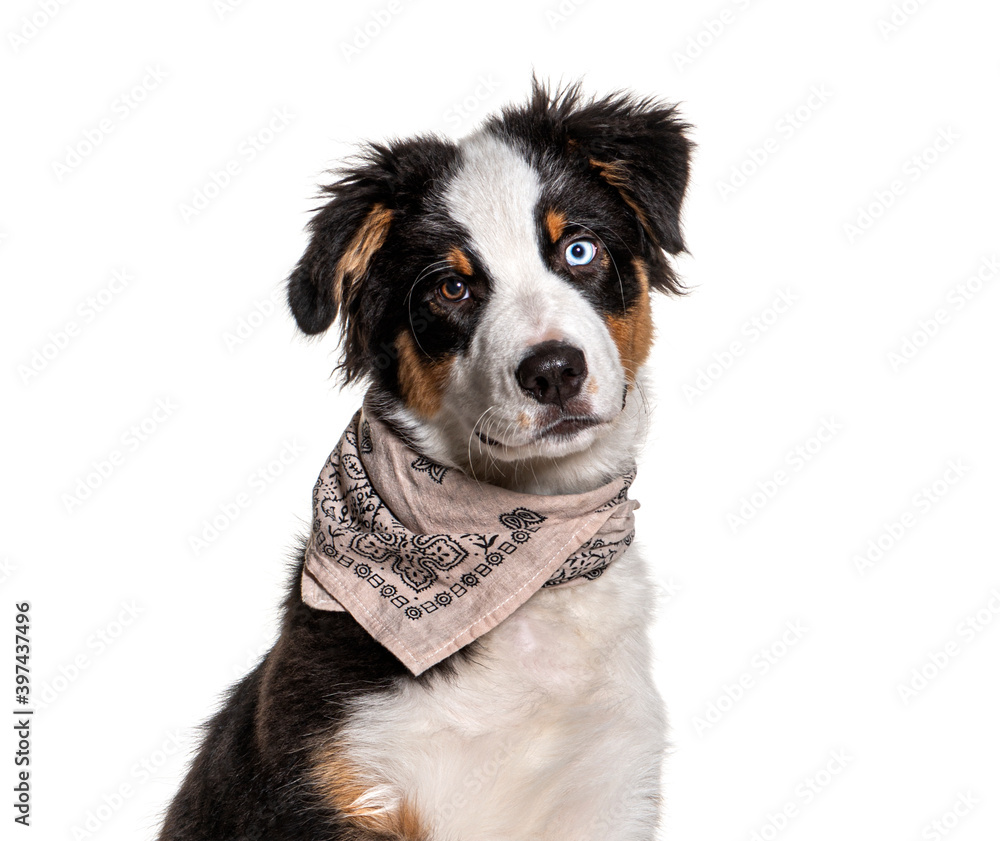 Close-up on a odd-eyed australian Shepherd wearing a scarf dog