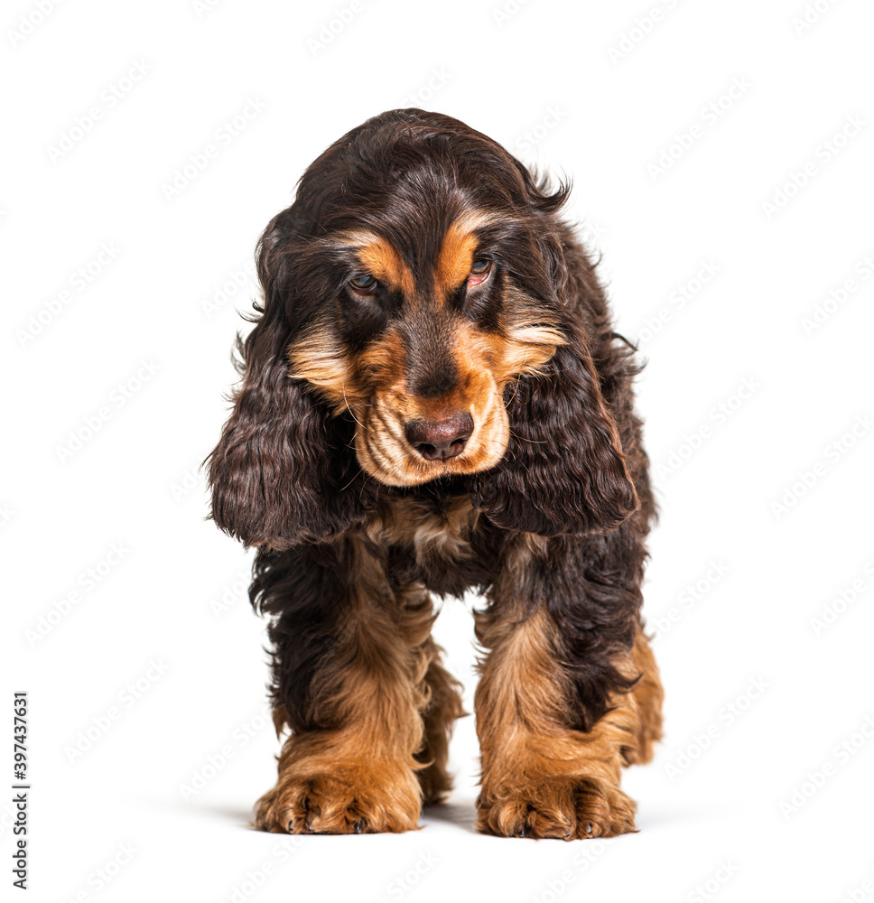 Brown English cocker spaniel dog isolated on white Brown English cocker spaniel dog isolated on white