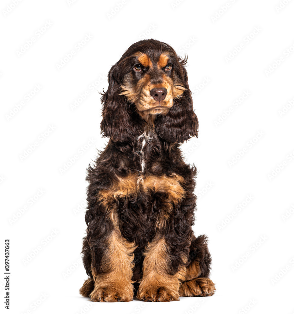 Brown English cocker spaniel dog isolated on white Brown English cocker spaniel dog isolated on white