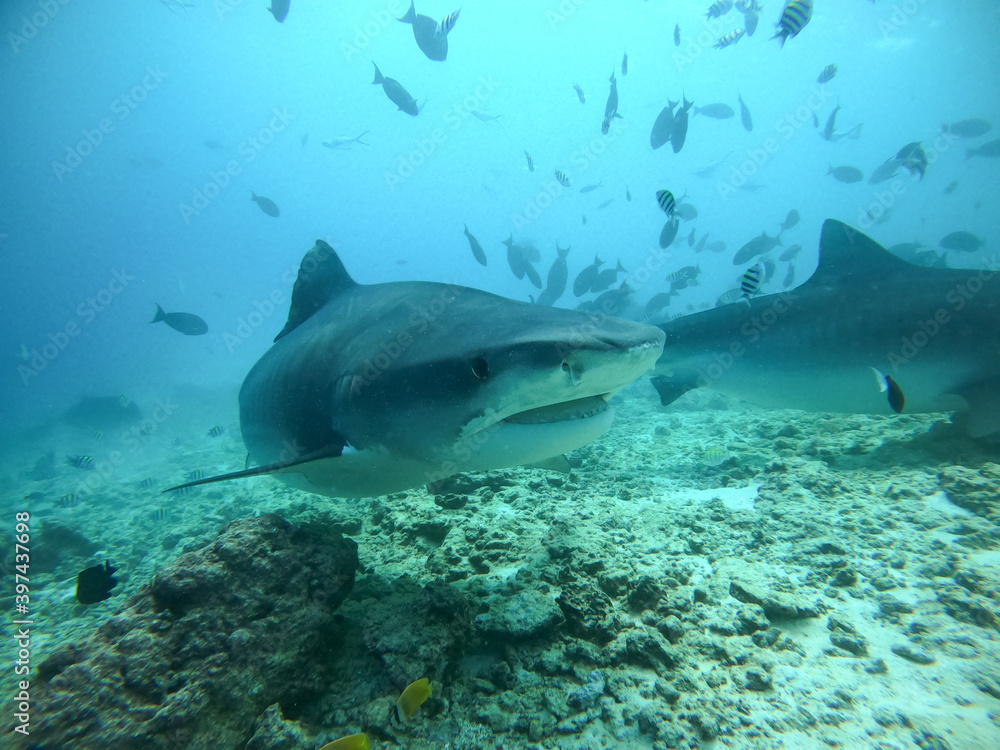 Fototapeta premium Tiger sharks in the Maldives, diving underwater