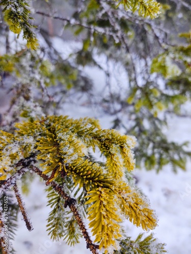 pine tree covered in snow