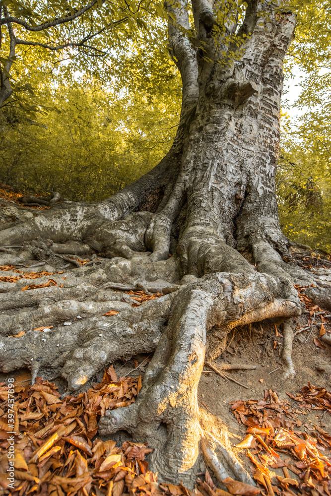 The roots of a beech tree in the foreground. natural autumn background. The roots of a beech tree in the foreground. natural autumn background.