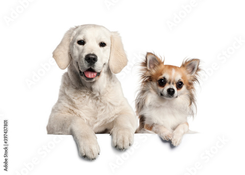 Group of dogs, pets, leaning on a white empty board