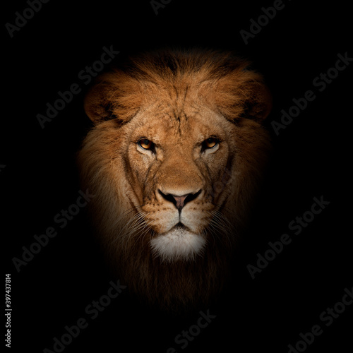 Close-up of lion  Panthera leo in front of black background