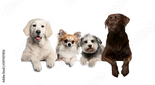 Fototapeta Naklejka Na Ścianę i Meble -  Group of dogs, pets, leaning on a white empty board