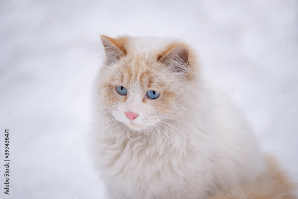White fluffy cat with blue eyes on a background of white snow. The concept of a cute cat.