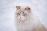 White fluffy cat with blue eyes on a background of white snow. The concept of a cute cat.