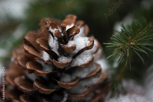 Cone and branch of a Christmas tree in the snow close-up