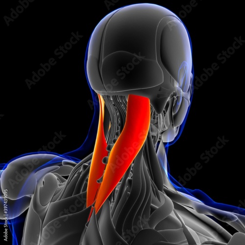 Splenius Capitus Muscle Anatomy For Medical Concept 3D Illustration photo