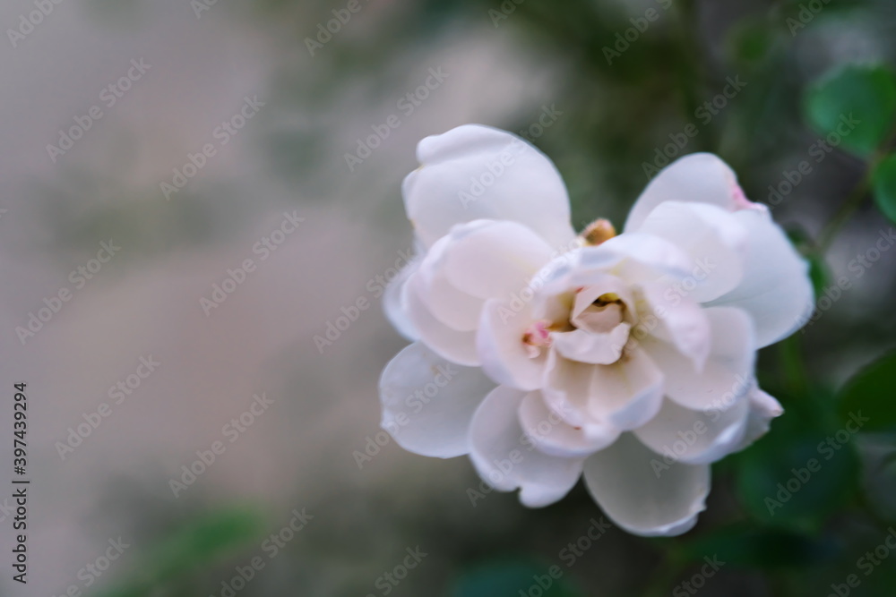 Obraz premium 儚さを感じる小さく美しいバラ