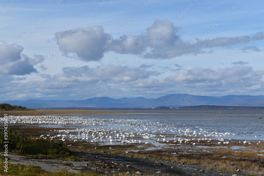 
Snow geese along the river in Montmagny