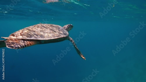 Sea turtle underwater against colorful reef with ocean waves at surface water. Watching underwater animals and wildlife during snorkeling, diving or freediving. Turtle swimming in clear blue water.