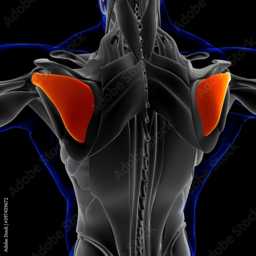 Infraspinatus Muscle Anatomy For Medical Concept 3D Illustration