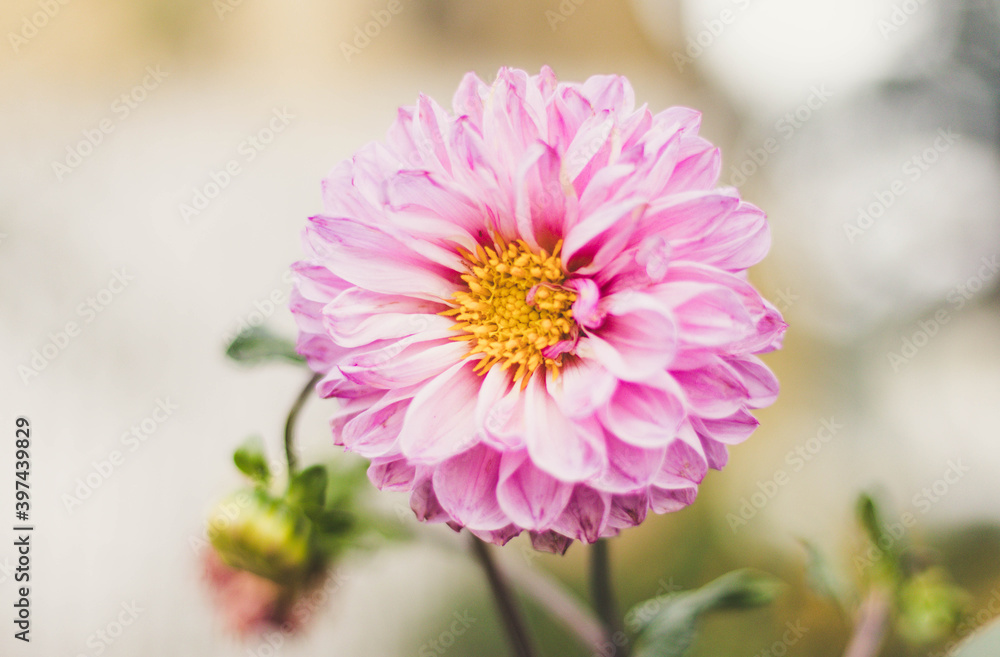 Flower Flower