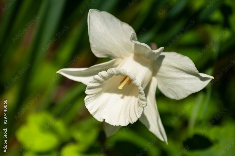 White narcissus close up