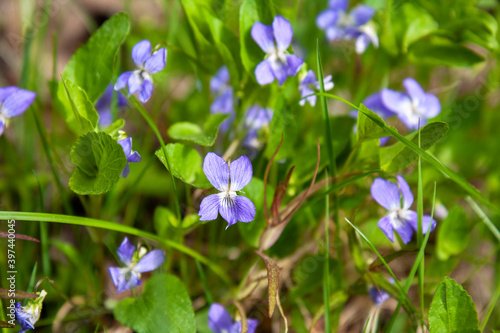 Wild forest violet