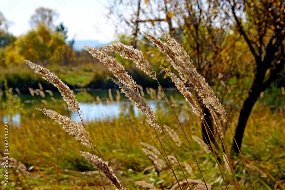 Wheat ears on the background of an autumn forest swamp. Colorful landscape. Wheat ears on the background of an autumn forest swamp. Colorful landscape.