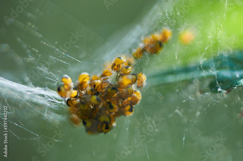 Ciekawostka przyrodnicza, młode pająki chwilę po narodzinach.