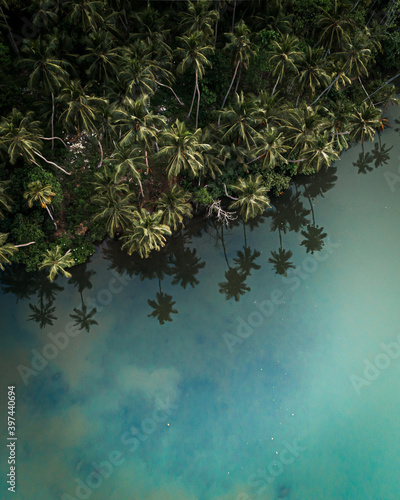 Sri Lanka Palm Reflection 