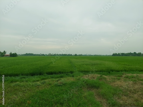 A beautiful rice field during day time © Anish