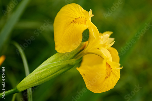 Kosaćce rosnące nad rzeką, żółte kwiaty na tle bujnej roślinności, bokeh, sło...