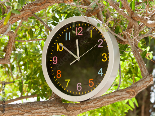 clock on tree branch among green leaves