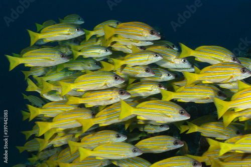 School of Bluestripe Snapper (Lutjanus kasmira). Underwater world of Maldives  photo