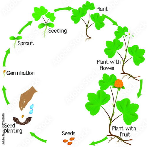 A growth cycle of cloudberry plant on a white background.