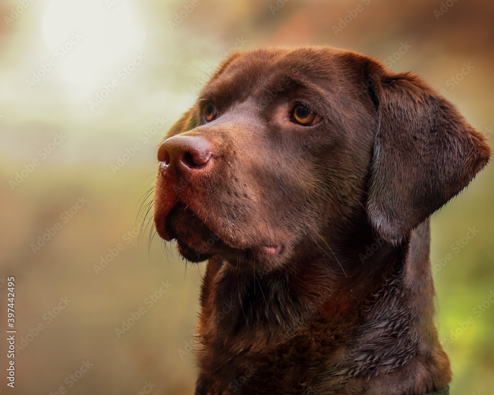 a proud labrador dog on a walk