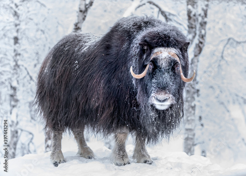 musk ox in snow