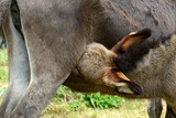 suckling donkey / säugender Esel (Equus asinus)