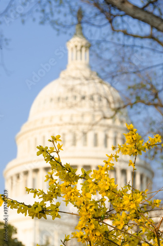 U.S. Capitol Building tome in autumn foliage - Washington D.C. United States of America