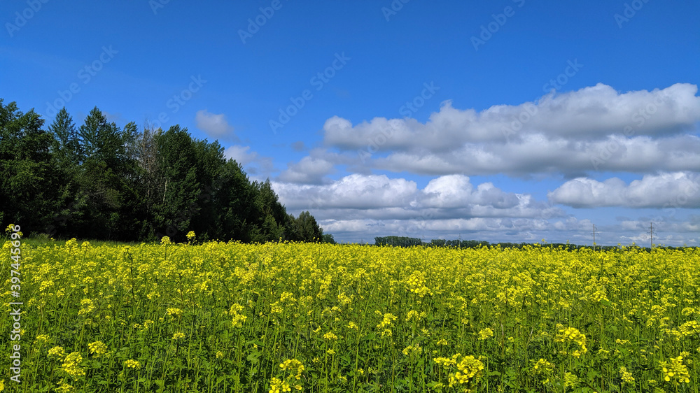 field of dandelions