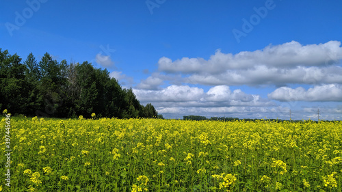 Obraz na płótnie field of dandelions w salonie