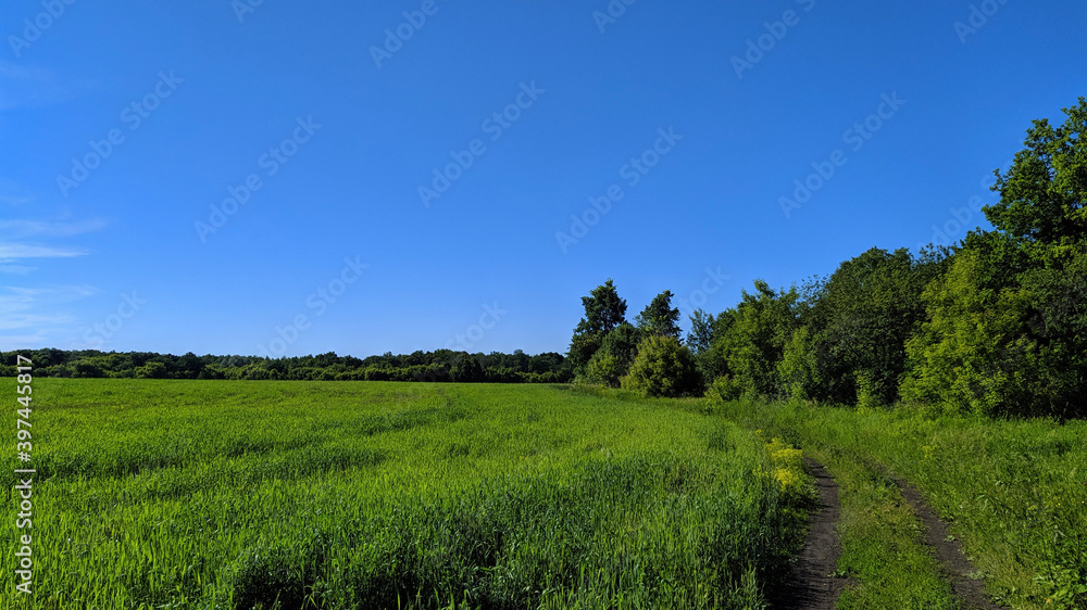 Obraz premium landscape with trees