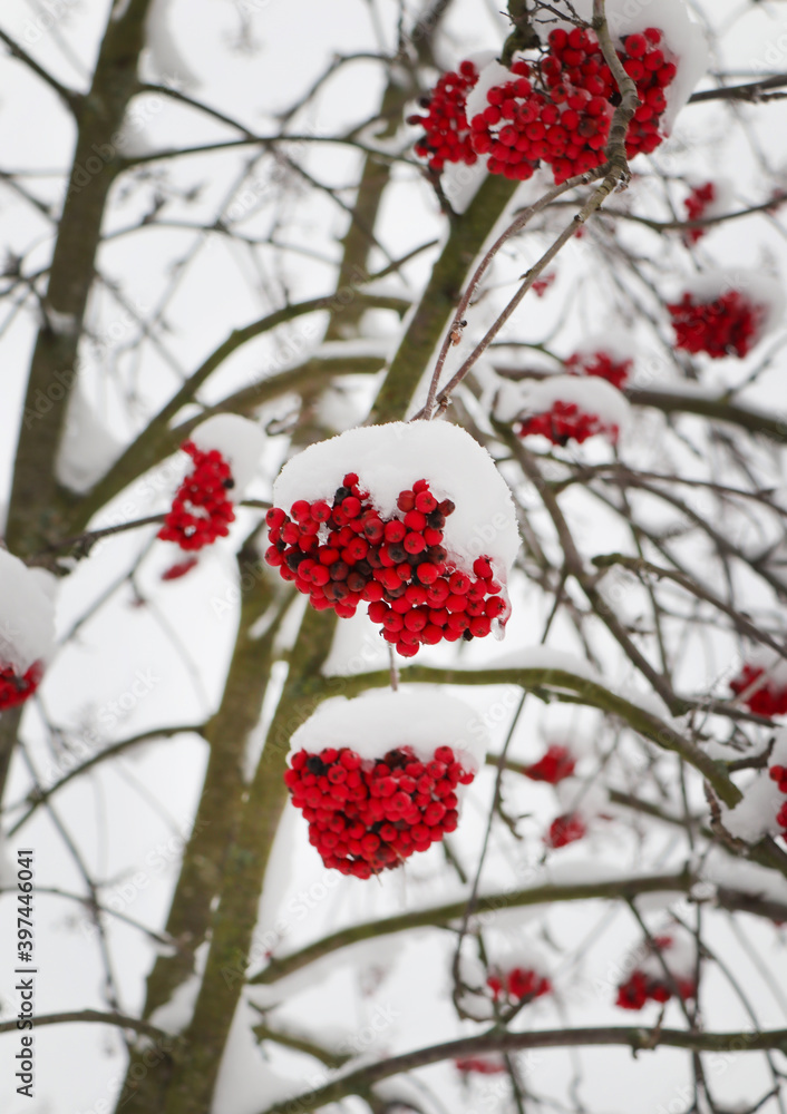 Rowan bush is covered with snow. Red berries.