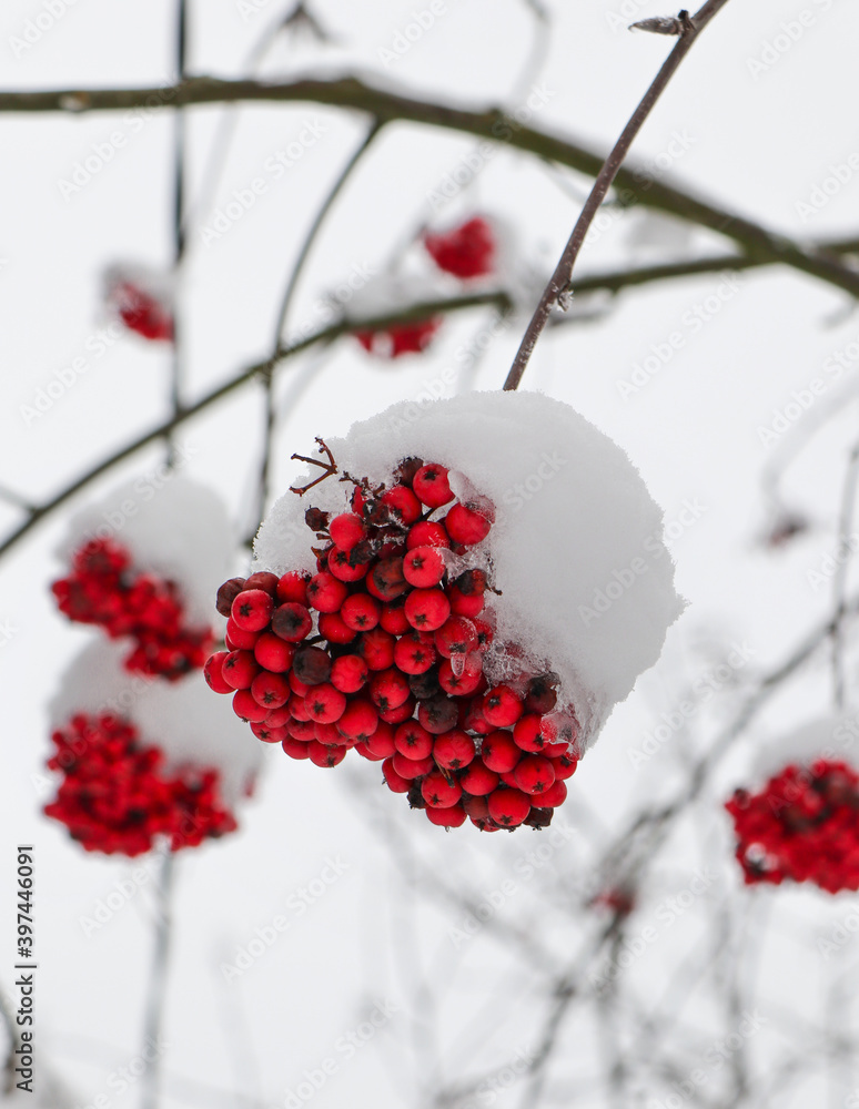 Red winter berries under the snow. Rowan bush. Red winter berries under the snow. Rowan bush.