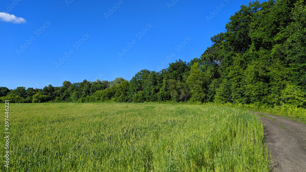field and blue sky