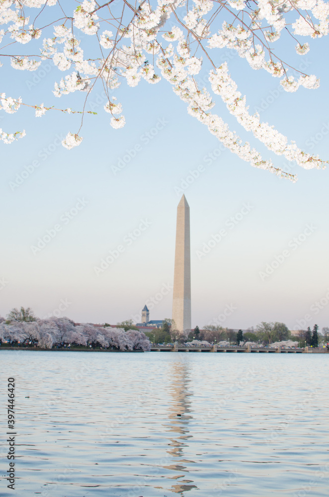 Washington Monument and spring blossoms during cherry blossom festival - Washington D.C. United States of America