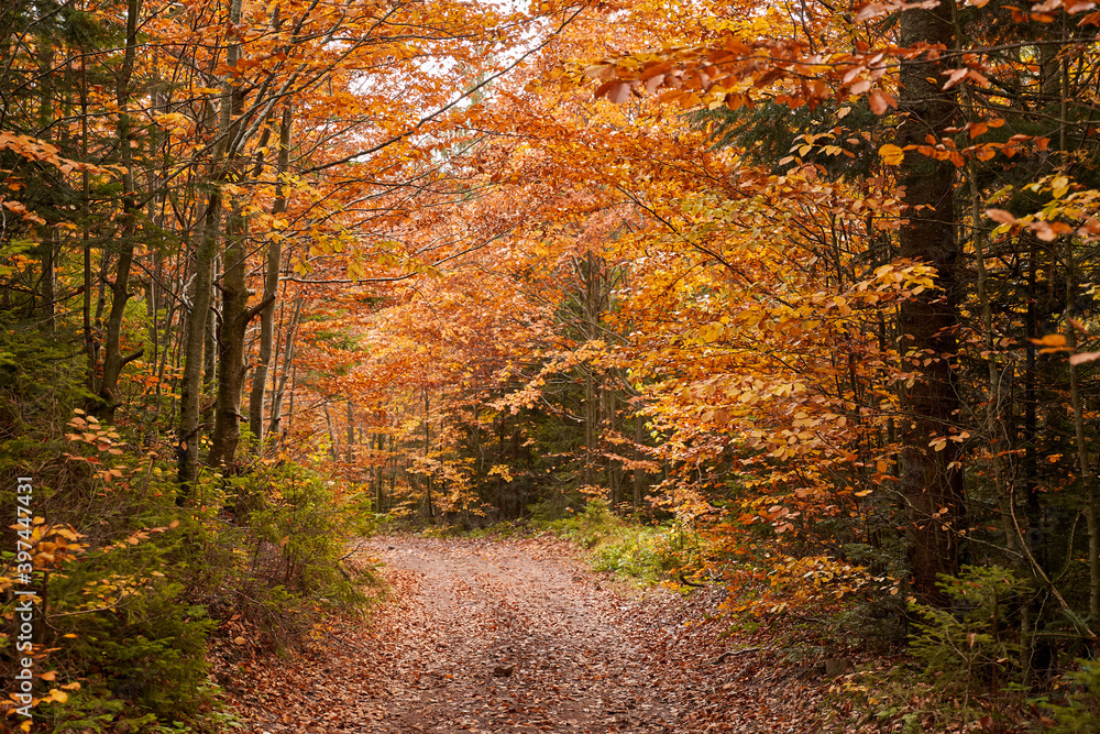 Landscape with road through forest