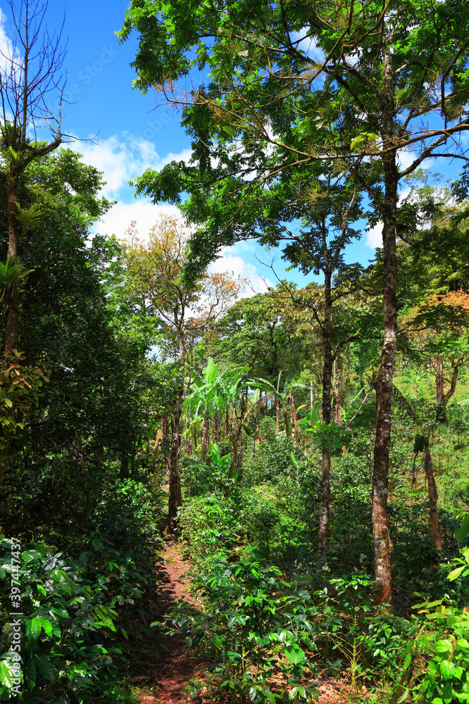 rainforest plantation rainforest plantation