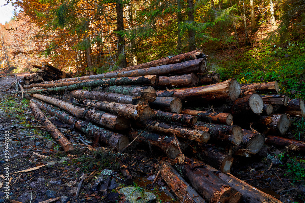 Pine logs in the forest, deforestation Pine logs in the forest, deforestation