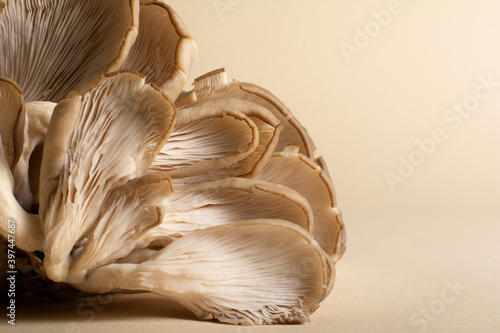 Tableau sur toile An overlapping oyster mushrooms with their fleshy gills and rudimentary stipes on a light ocher background